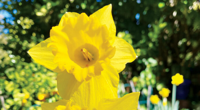 The Mountain Gardener | We Are All Phenologists at Heart