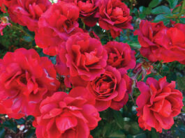 The Mountain Gardener | Add a New Bareroot Rose and Prune the Rest