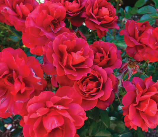 The Mountain Gardener | Add a New Bareroot Rose and Prune the Rest