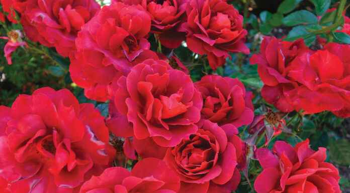 The Mountain Gardener | Add a New Bareroot Rose and Prune the Rest