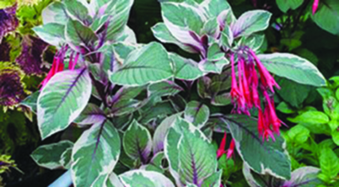 The Mountain Gardener | What to Do in the February Garden