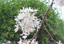 Image for display with article titled The Mountain Gardener | Celebrate California Arbor Week