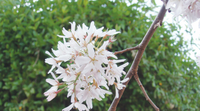 The Mountain Gardener | Celebrate California Arbor Week