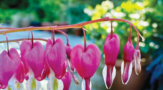 The Mountain Gardener | Is Spring Really Here?