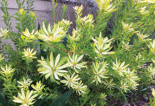 Image for display with article titled The Mountain Gardener | Green Flowers & Foliage in the Garden