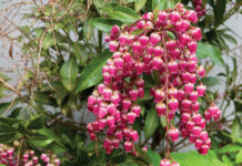 Image for display with article titled The Mountain Gardener | Trees and Shrubs: Spring Survivors