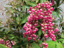The Mountain Gardener | Trees and Shrubs: Spring Survivors