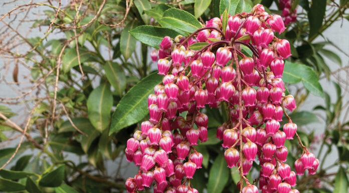 The Mountain Gardener | Trees and Shrubs: Spring Survivors