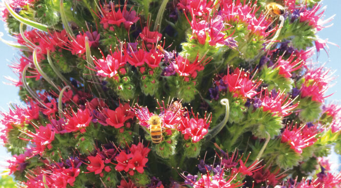 The Mountain Gardener | How to Attract More Bees to Your Garden