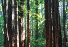 Image for display with article titled The Mountain Gardener | Forest Bathing in the Santa Cruz Mountains