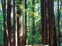 The Mountain Gardener | Forest Bathing in the Santa Cruz Mountains