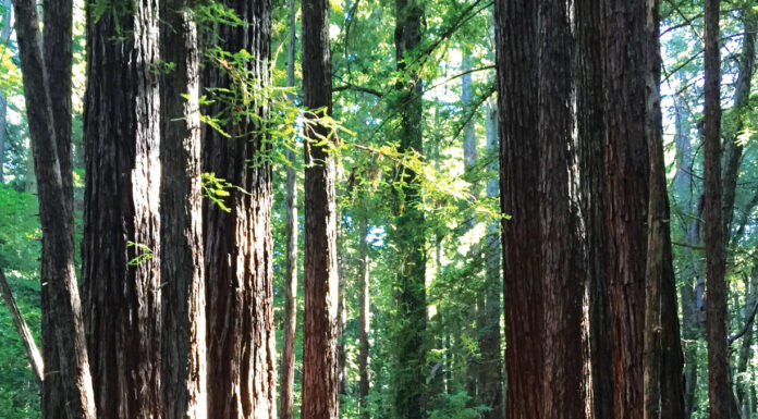 The Mountain Gardener | Forest Bathing in the Santa Cruz Mountains
