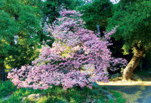 Image for display with article titled The Mountain Gardener | Growing the Best Dogwoods