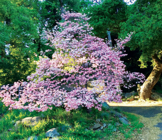 The Mountain Gardener | Growing the Best Dogwoods