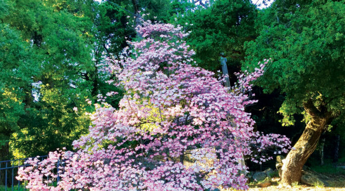 The Mountain Gardener | Growing the Best Dogwoods