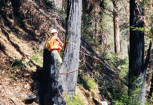 Image for display with article titled Powers Forestry scoops up contract for SLVWD tree work