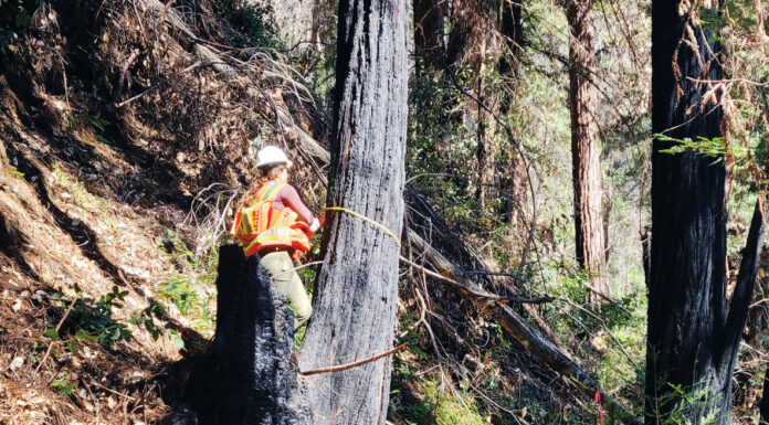 Powers Forestry scoops up contract for SLVWD tree work