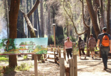 Image for display with article titled Battered by storms, Big Basin reopens more park trails