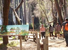 Battered by storms, Big Basin reopens more park trails