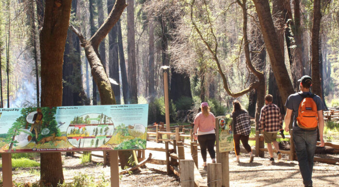 Battered by storms, Big Basin reopens more park trails