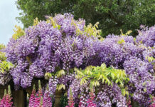 Image for display with article titled The Mountain Gardener | Filoli Gardens in May