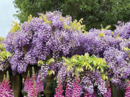 The Mountain Gardener | Filoli Gardens in May