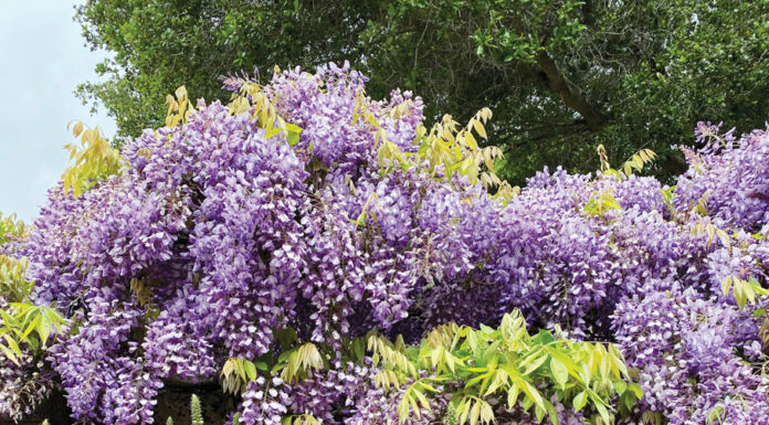 The Mountain Gardener | Filoli Gardens in May