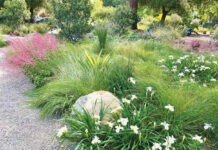 Image for display with article titled The Mountain Gardener | Attracting More Birds, Bees & Butterflies with Natives