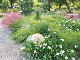 The Mountain Gardener | Attracting More Birds, Bees & Butterflies with Natives