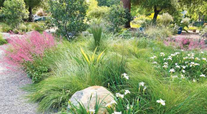 The Mountain Gardener | Attracting More Birds, Bees & Butterflies with Natives