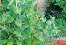 Image for display with article titled The Mountain Gardener | Growing Vegetables in Containers, Small Spaces or Shade