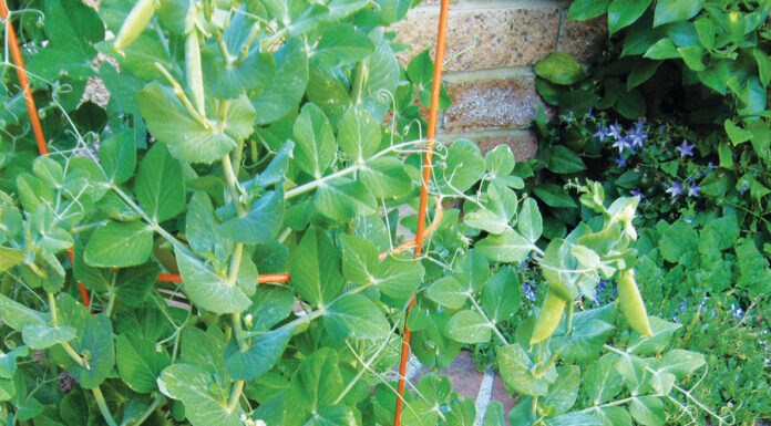 The Mountain Gardener | Growing Vegetables in Containers, Small Spaces or Shade