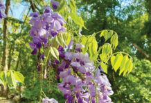 Image for display with article titled The Mountain Gardener | The Wonderful World of Wisteria