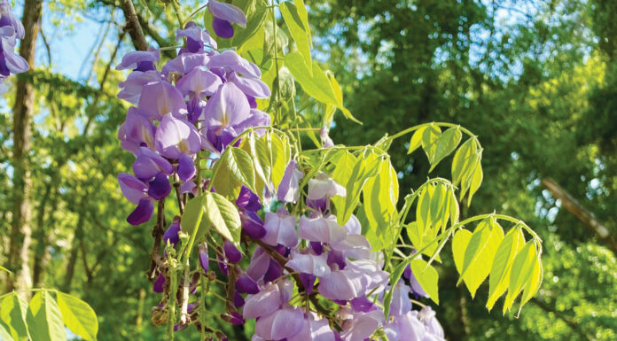 The Mountain Gardener | The Wonderful World of Wisteria