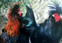 Image for display with article titled Plain Talk About Food | There’s Something About Chickens