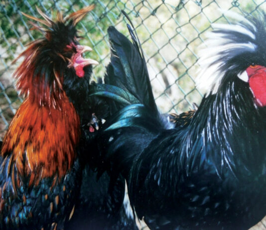 Plain Talk About Food | There’s Something About Chickens