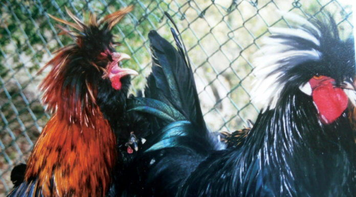 Plain Talk About Food | There’s Something About Chickens