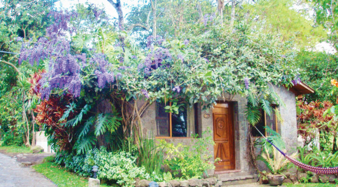 The Mountain Gardener Celebrates 900 Columns
