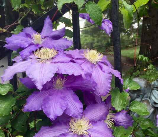 The Mountain Gardener | Vines — More Than Just a Pretty Face