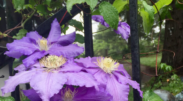 The Mountain Gardener | Vines — More Than Just a Pretty Face