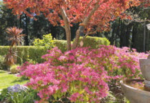 Image for display with article titled The Mountain Gardener | Gardening in the Real World