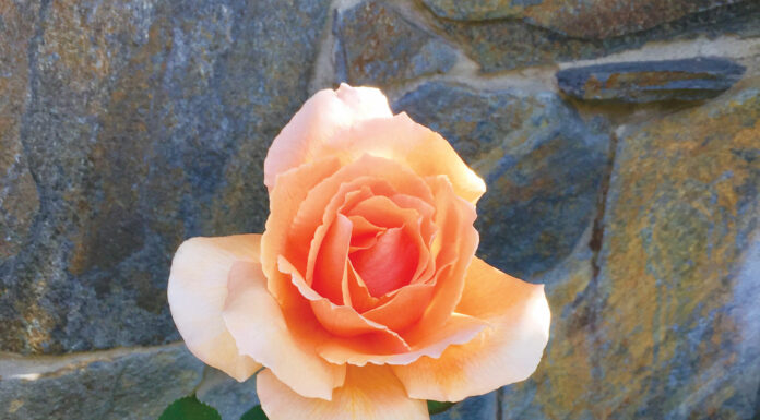 The Mountain Gardener | Anxiously Awaiting Summer