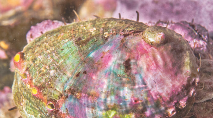 Presentation of Nature Photography Exhibit Launches at Scotts Valley Library sea snail