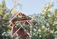 Image for display with article titled The Mountain Gardener | Finding the Fragrant Magic of the Santa Cruz Mountains