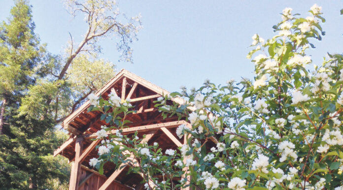 The Mountain Gardener | Finding the Fragrant Magic of the Santa Cruz Mountains
