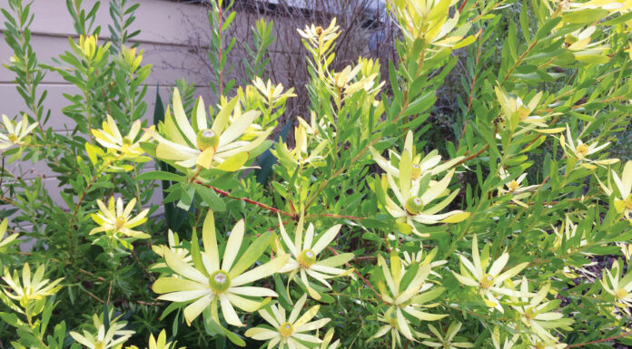 The Mountain Gardener | Watering: Making Every Drop Count