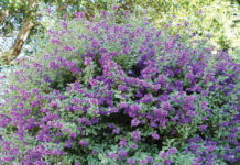 Image for display with article titled The Mountain Gardener | Screen the Neighbors with Low Water Use Plants