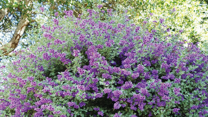 The Mountain Gardener | Screen the Neighbors with Low Water Use Plants