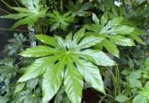 Image for display with article titled Garden Drama with Large-Leafed Plants