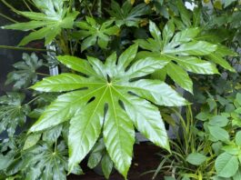 Garden Drama with Large-Leafed Plants plants
